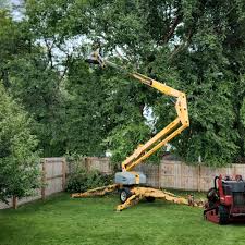 Best Tree Disease Treatment  in Anderson, CA