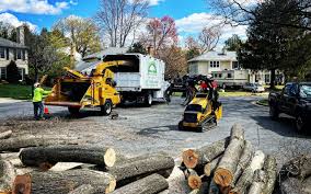 Trusted Anderson, CA Tree Services Experts