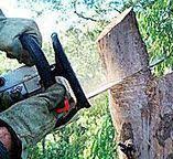 Best Tree Health Inspection  in Anderson, CA