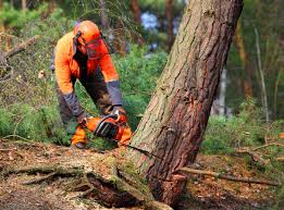 How Our Tree Care Process Works  in  Anderson, CA