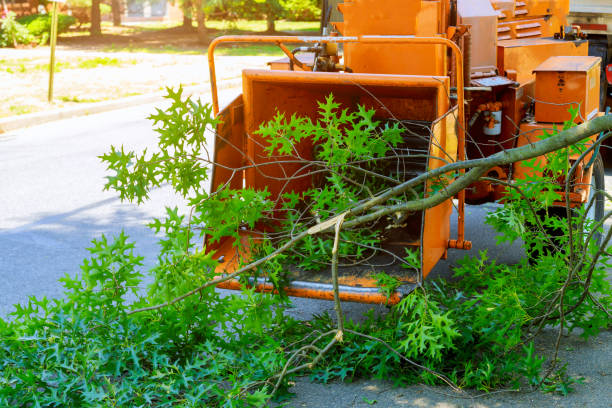 Best Tree Removal  in Anderson, CA