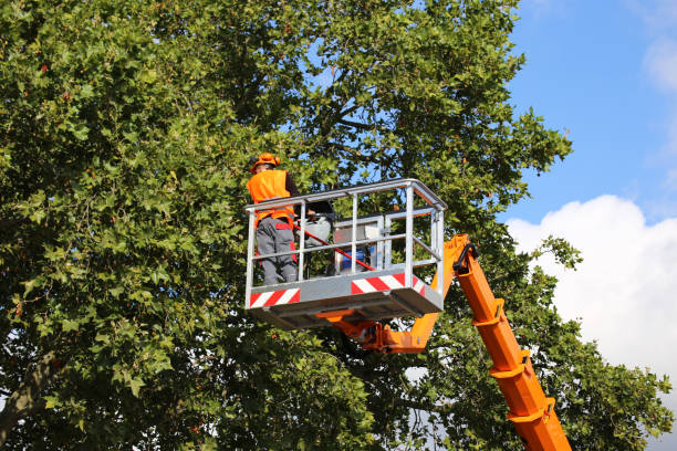  Anderson, CA Tree Services Pros