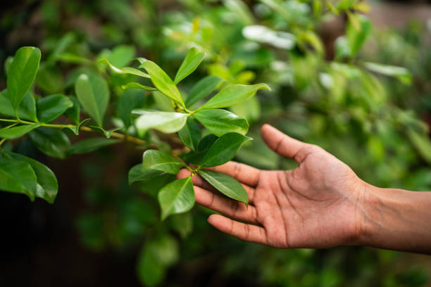 Best Tree Trimming and Pruning  in Anderson, CA