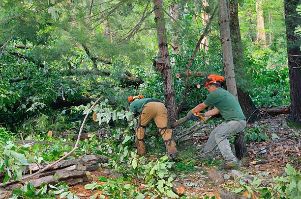 Best Utility Line Clearance  in Anderson, CA